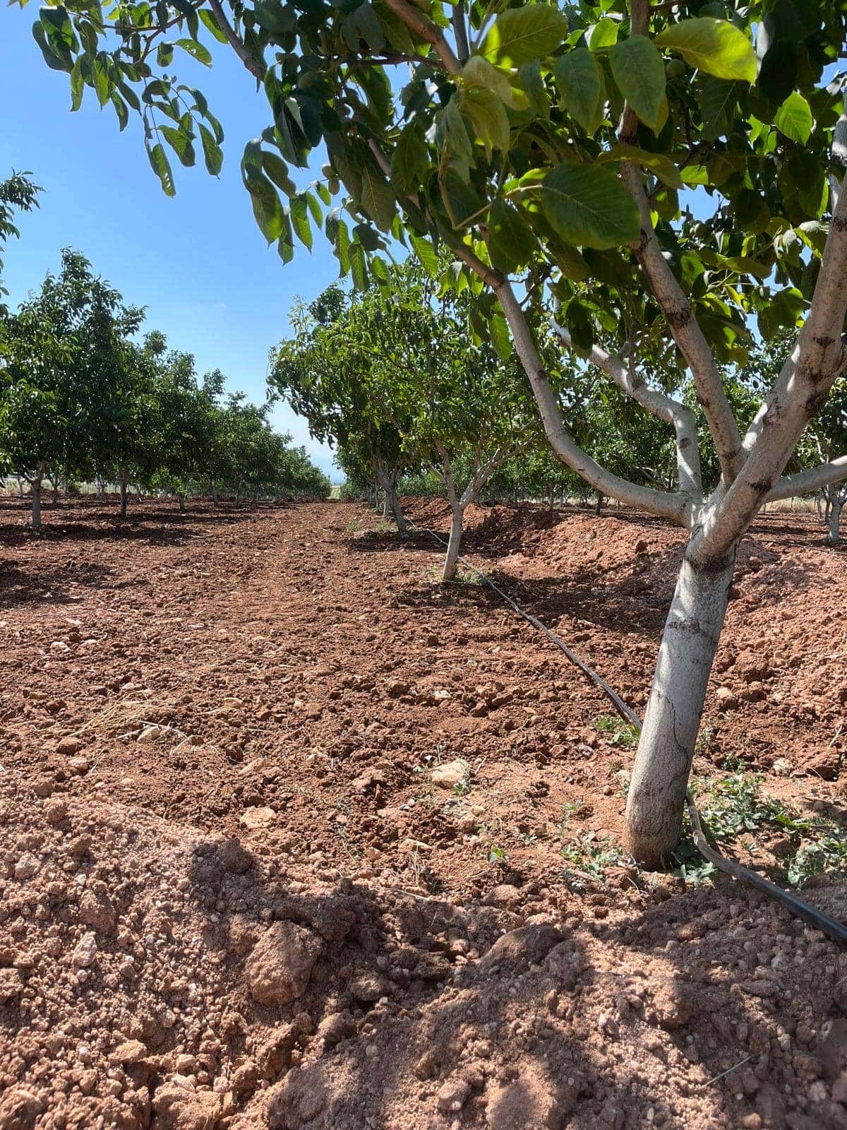 Sulama Projesi